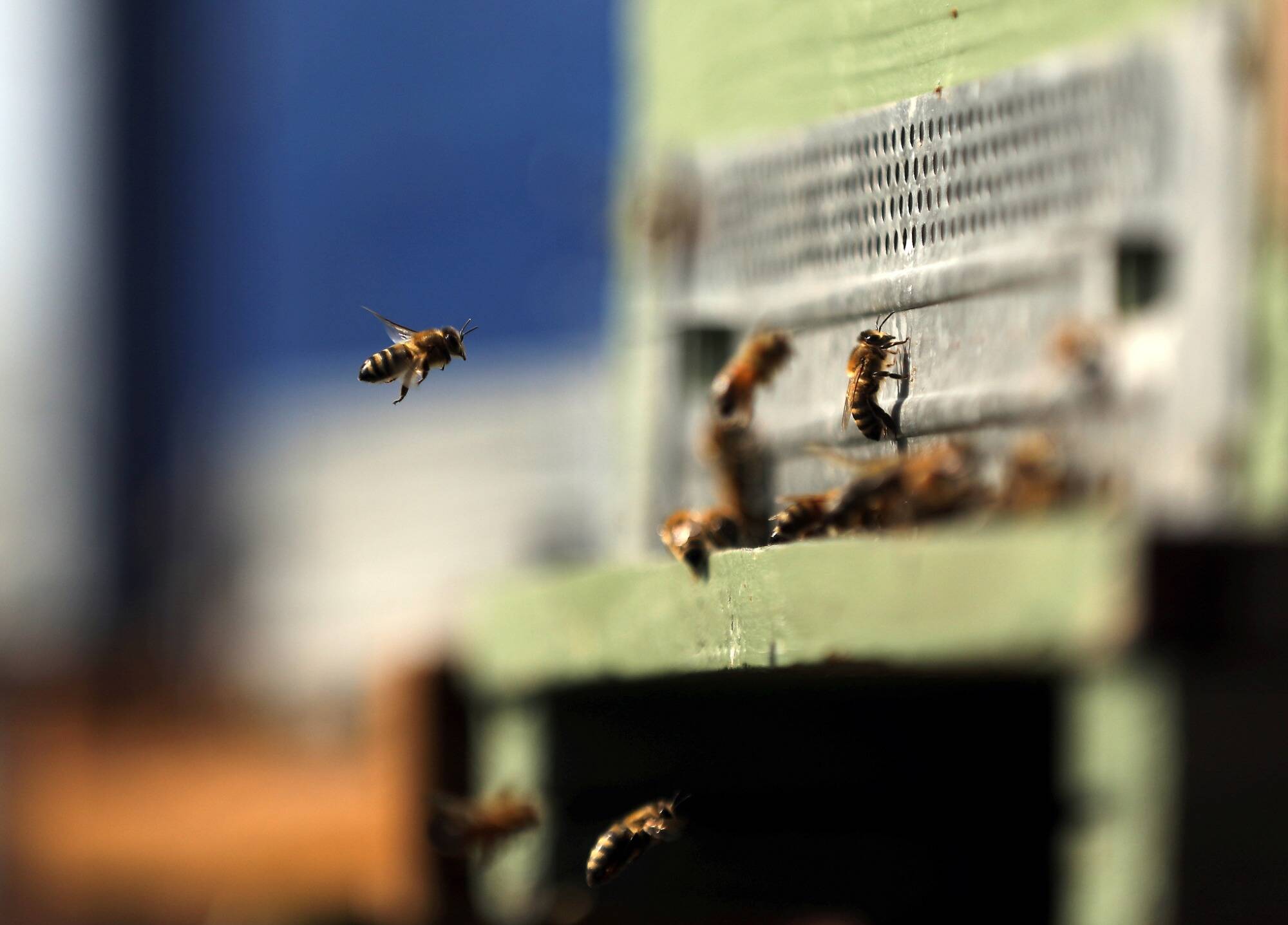 Un homme dans le coma après avoir été piqué 20.000 fois par des abeilles tueuses aux Etats-Unis