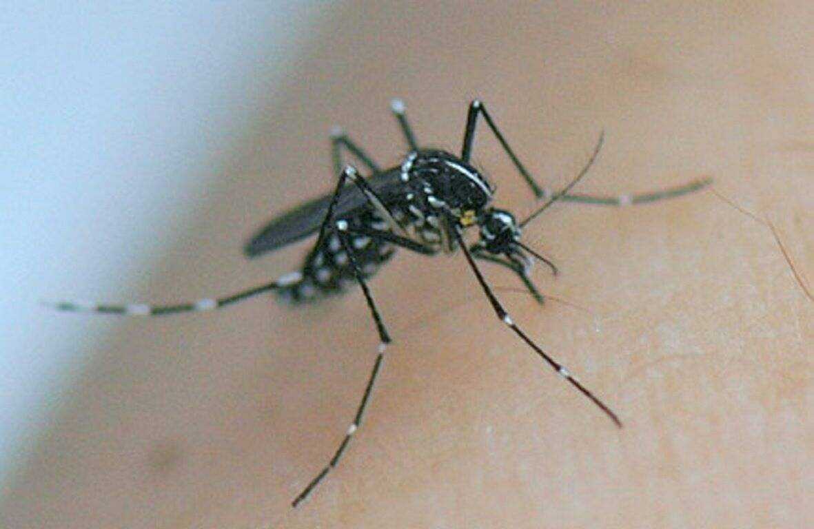 Un premier cas a été identifié dans le Var, qu'est-ce que le virus "West Nile"?