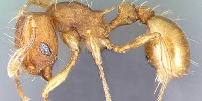 Espèces exotiques invasives: la fourmi électrique, piquante envahisseuse varoise