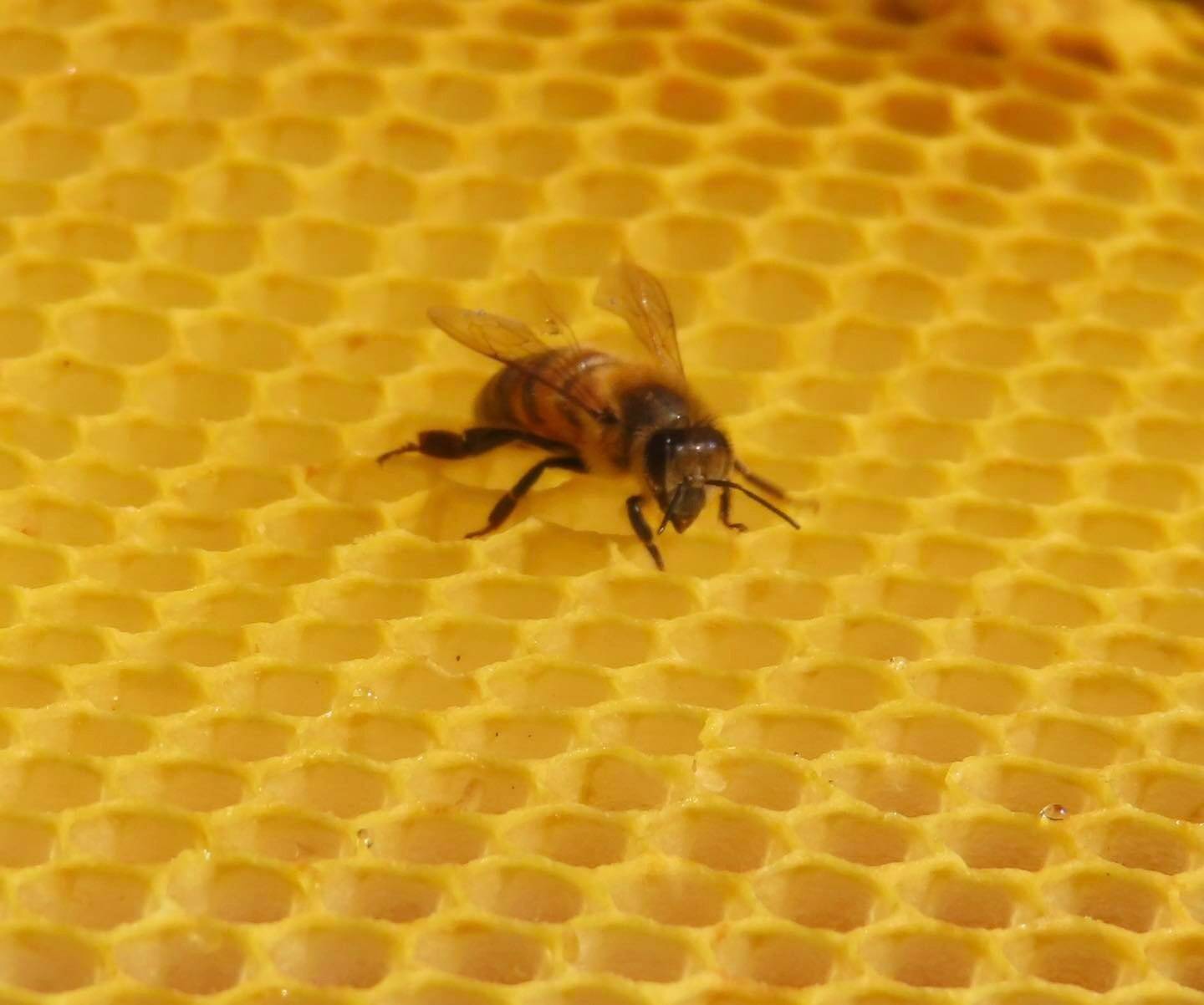 Un groupe de touristes attaqué par des abeilles tueuses sur une plage, un mort et 13 hospitalisations