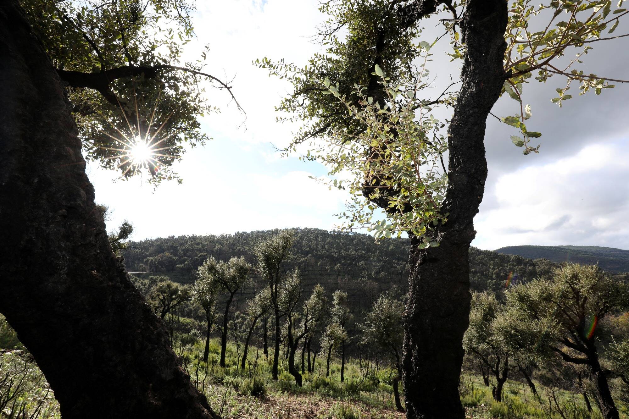 Feux de forêt: trois massifs fermés ce mercredi en raison du risque d'incendie