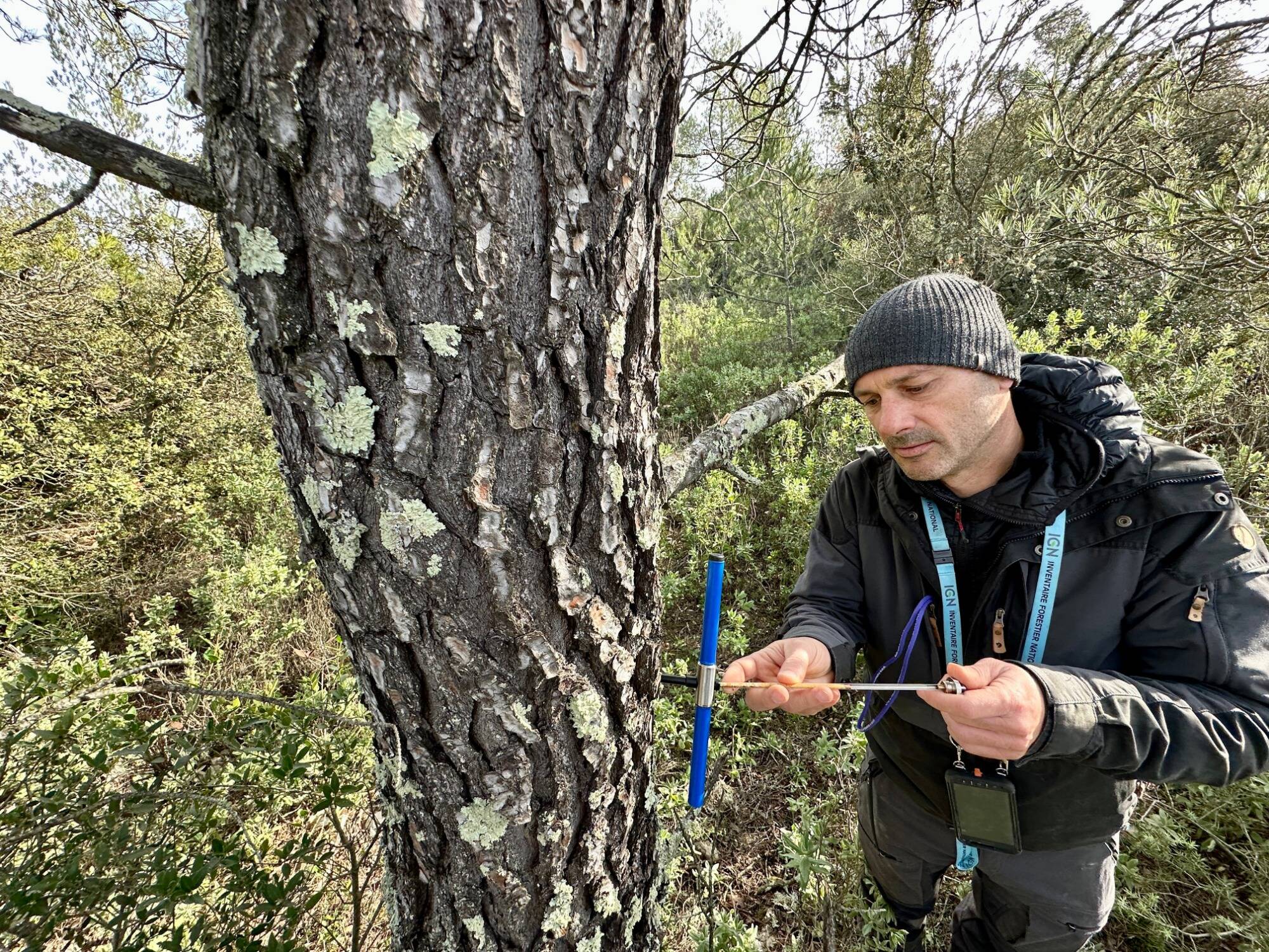 Ils enquêtent à la loupe sur la santé de nos forêts, en première ligne face au changement climatique