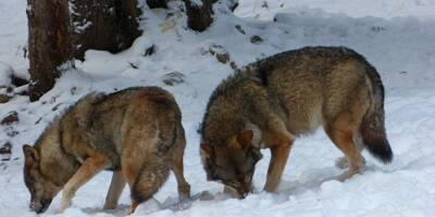 Le nombre estimé de loups en France revu à la hausse