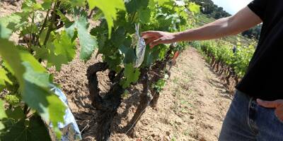 Pourquoi et comment l'avenir du vignoble se lit dans la sève de la vigne