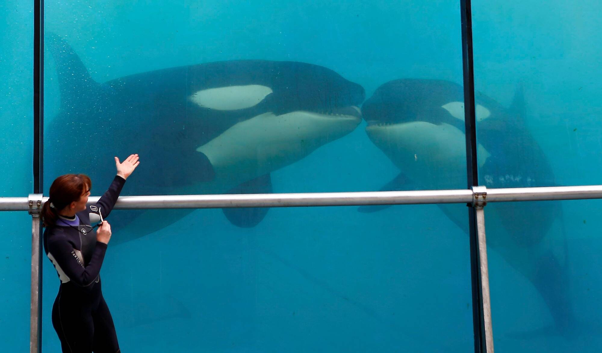 Nouveau rebondissement dans l'affaire Marineland: les orques interdits de partir en Espagne, flou sur leur avenir