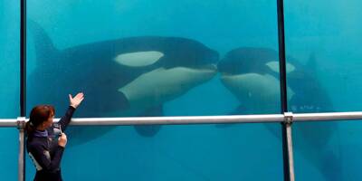 Blocage du transfert des orques: Marineland réagit à la décision du tribunal de Grasse