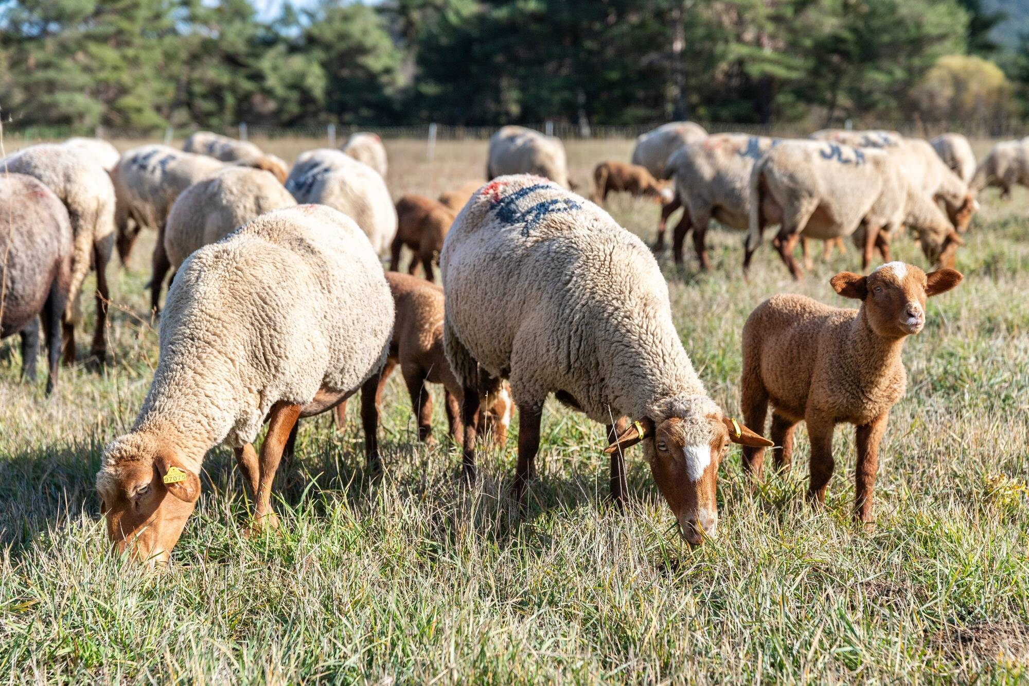 Voici comment faire une agriculture écolo, selon les principales associations françaises