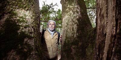 PHOTOS La Ste-Baume, une forêt relique au défi de la crise climatique