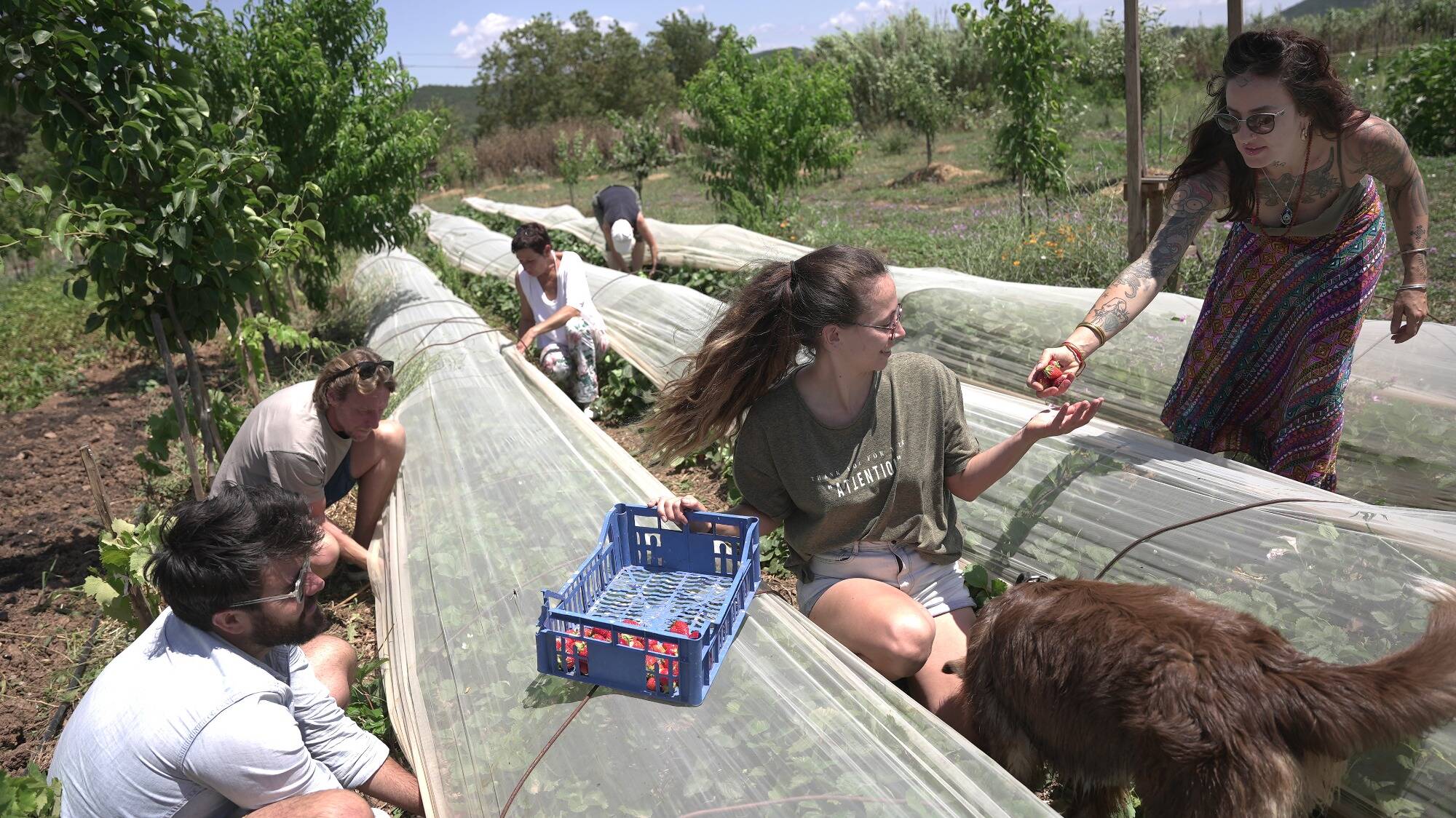 Jardinage collectif, récoltes gratuites... Dans le Var, cet éco-lieu lutte contre la précarité alimentaire et pour le lien social