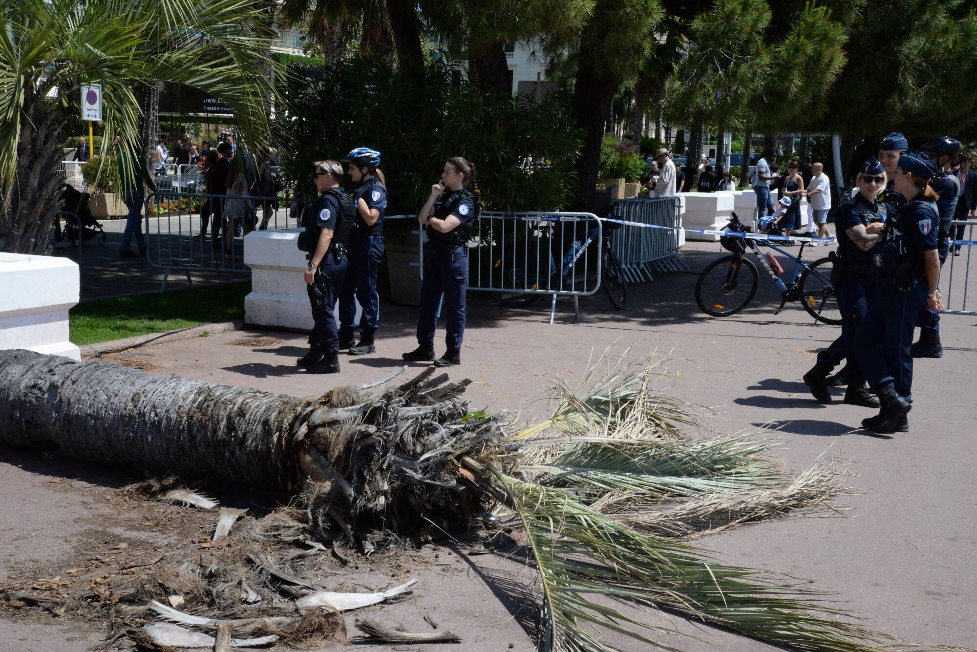 L'homme blessé par la chute d'un palmier sur la Croisette en plein Festival de Cannes est sorti de l'hôpital, l'enquête se poursuit