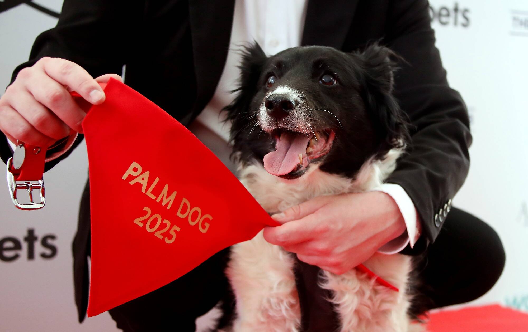78e Festival de Cannes: nous étions à la remise de la Palm Dog... et nos images du chien récompensé sont beaucoup trop adorables