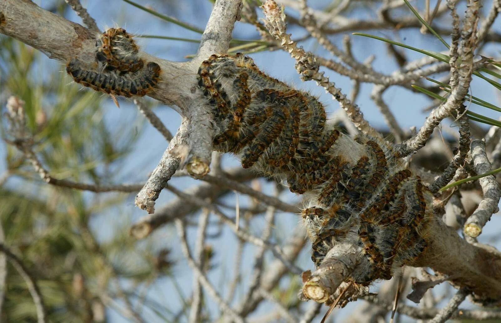 Avec le réchauffement climatique, l'inquiétante progression des chenilles urticantes en France, néfastes pour l'homme et les animaux