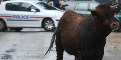 Un jeune taureau s'échappe au moment d'être conduit à l'abattoir, la mobilisation populaire lui sauve la vie