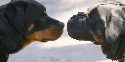 Joggeur attaqué par des rottweilers dans le Var: le procureur demande l'euthanasie des deux chiens