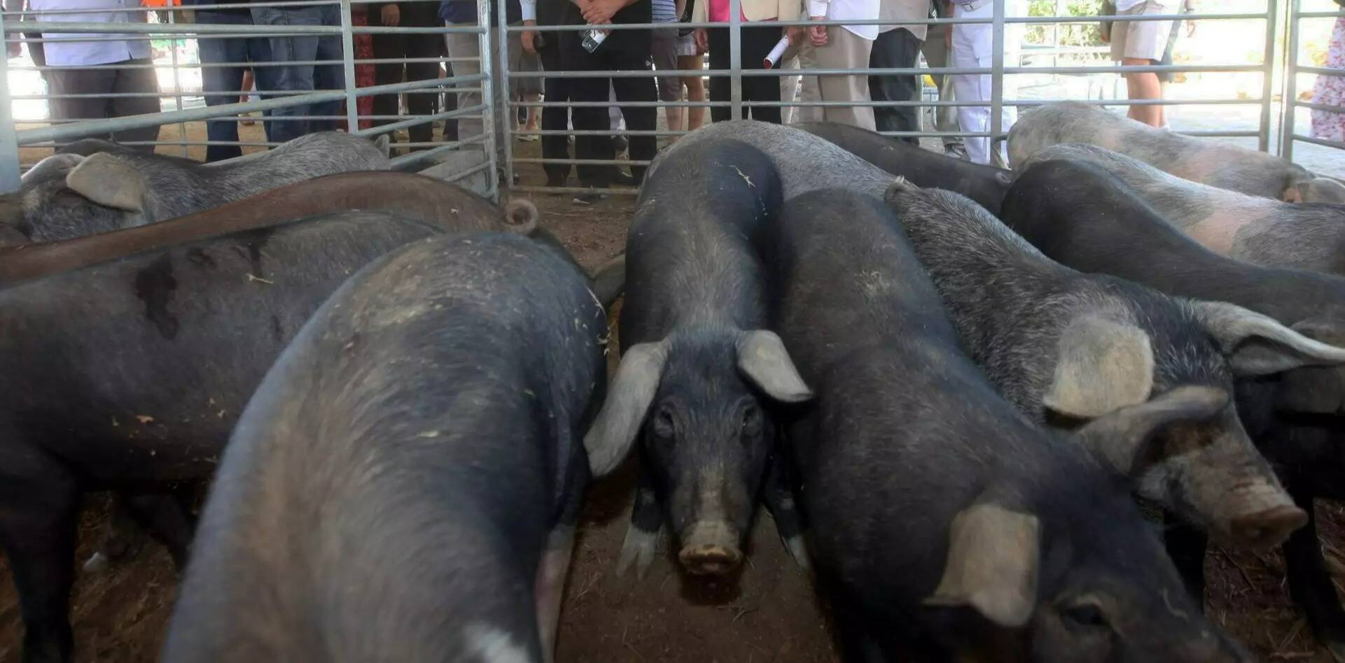 "Je me voyais mourir, je me voyais au paradis": un garçon de 10 ans sauvagement attaqué par des cochons en Corse