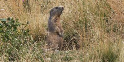Pourquoi la chasse à la marmotte est-elle autorisée dans les Alpes-Maritimes?