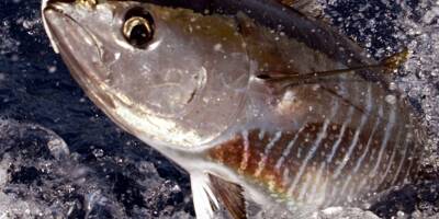 Le thon rouge de retour sur les rivages de la Côte d'Azur: connaissez-vous bien ce poisson?