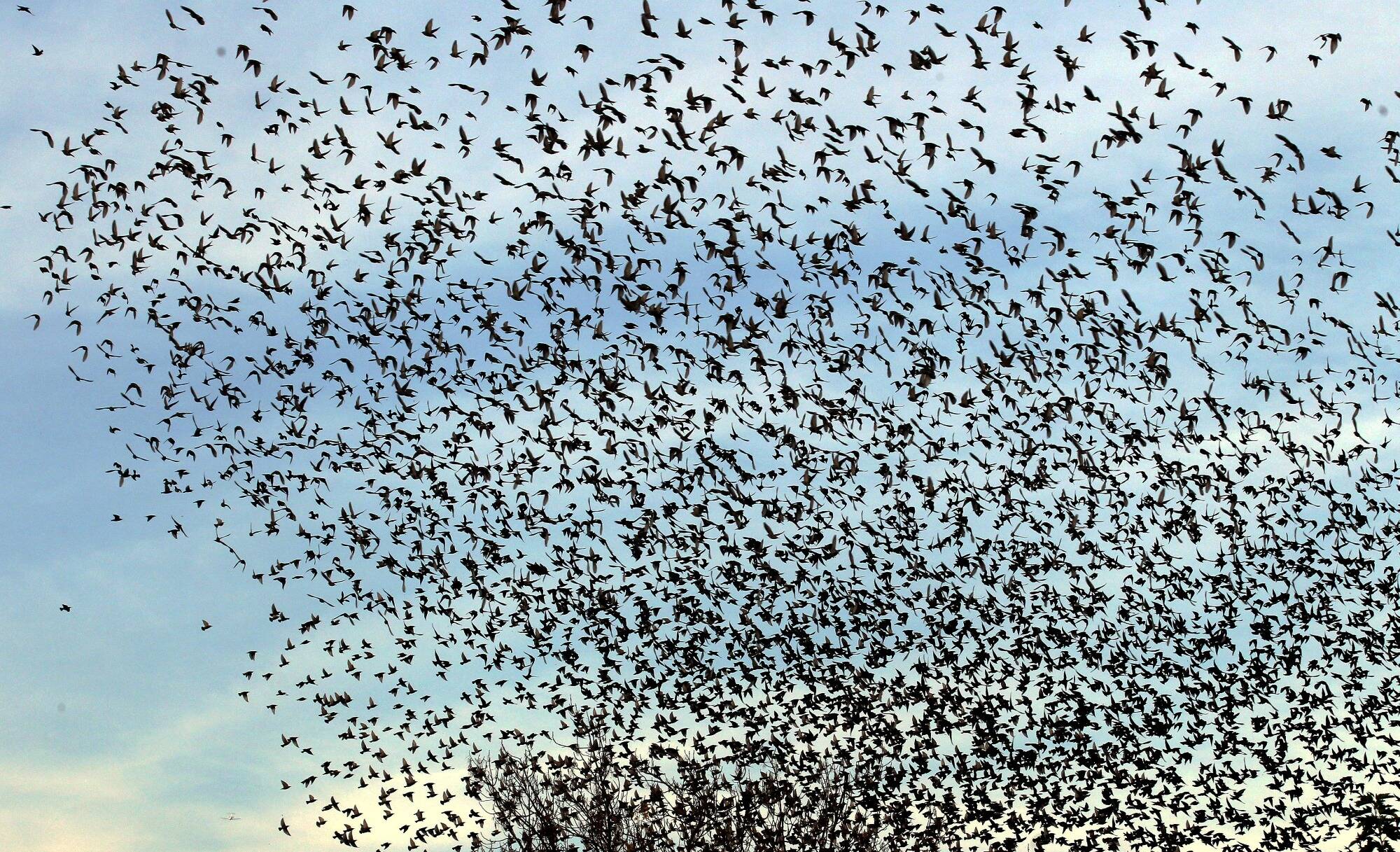 "Nous avons une équipe dédiée": comment l'aéroport de Nice essaie d'éloigner les oiseaux qui peuvent endommager les avions au décollage