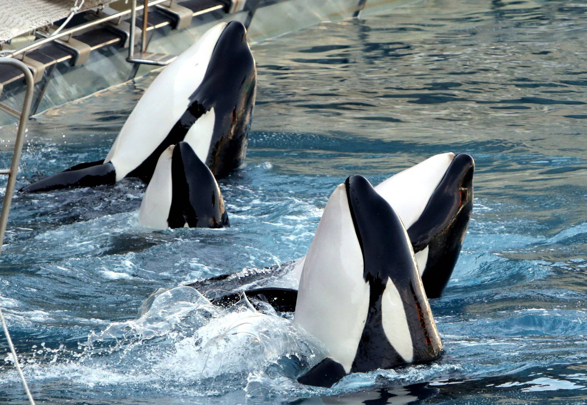 One Voice accuse Marineland de vouloir vendre ses orques au Japon, le parc répond