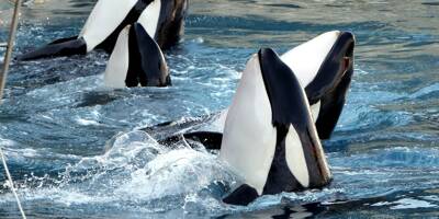 One Voice accuse Marineland de vouloir vendre ses orques au Japon, le parc répond