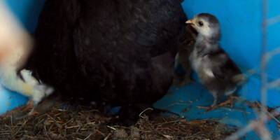 Le Parlement européen débat d'une fin de l'élevage en cage des animaux