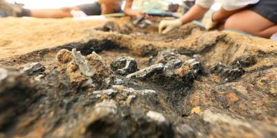 Un fossile de paresseux géant pouvant peser plusieurs tonnes découvert en Guyane