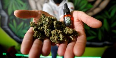 Les fleurs de cannabis séchées bientôt interdites à la vente, les boutiques de CBD en pleine angoisse