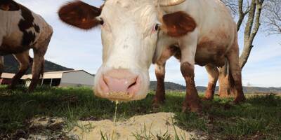 150 euros par vache: nouvelle mesure de défiscalisation pour les éleveurs bovins