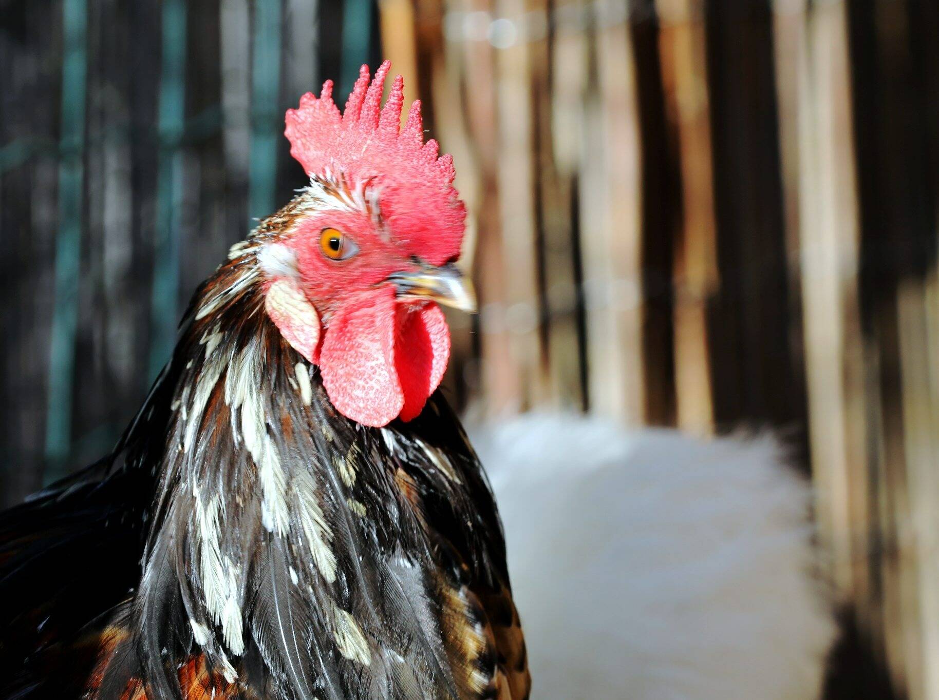 Troubles de voisinage: accord au Parlement sur un texte attendu par le monde agricole