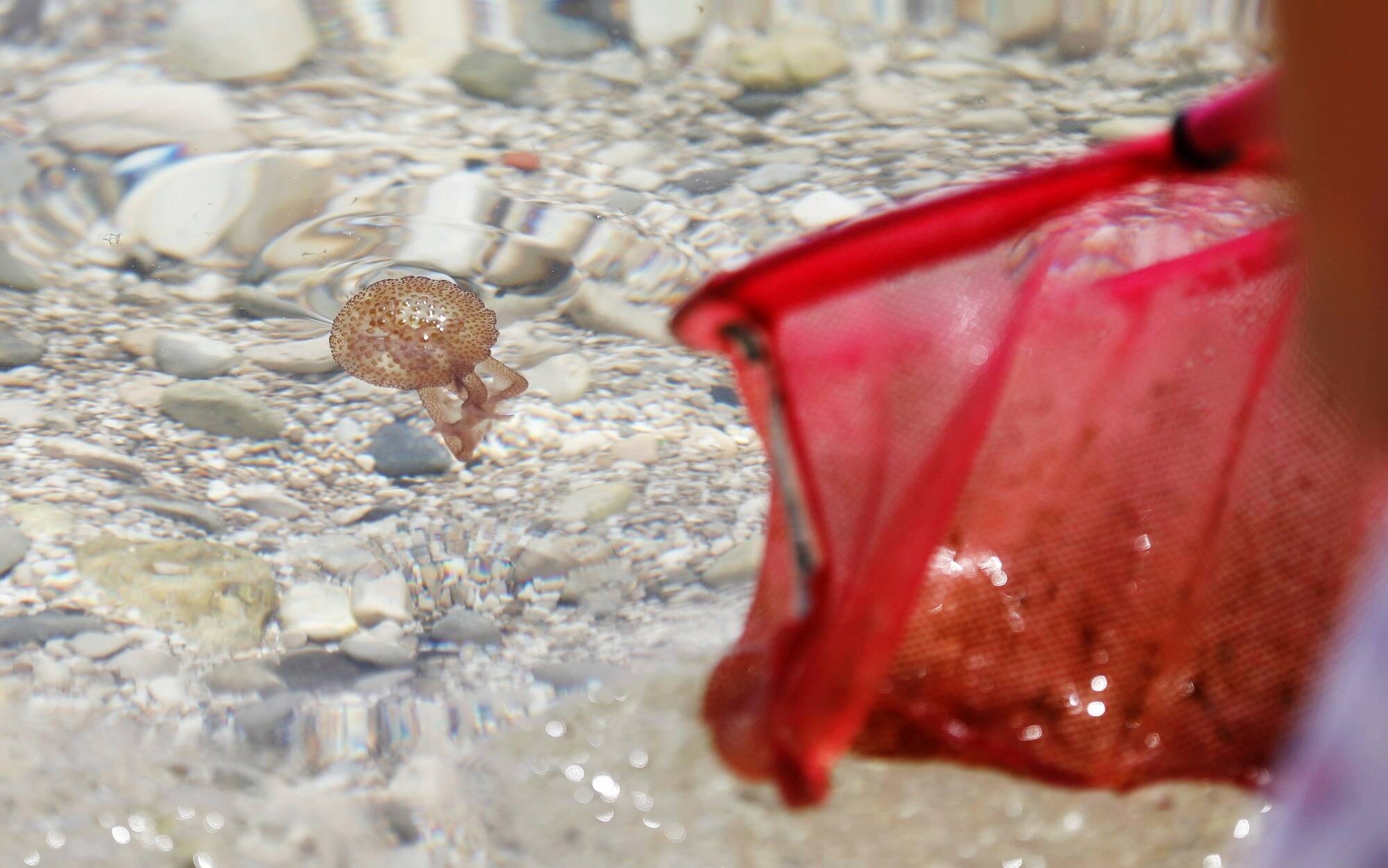 Attention les méduses sont de retour sur la Côte d'Azur: on fait le point sur les plages concernées