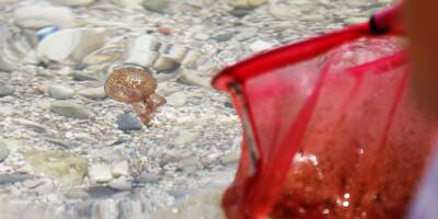 Attention, des méduses signalées sur la quasi-totalité des plages de la Côte d'Azur