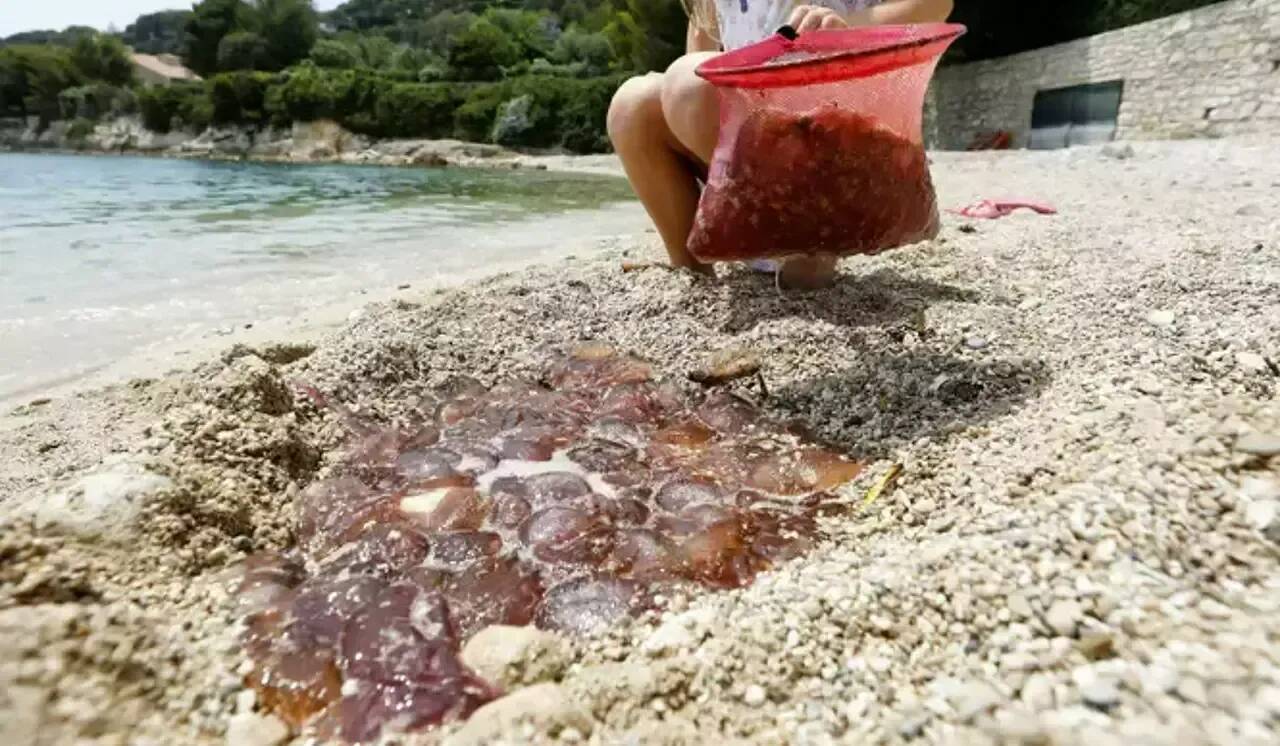 Les méduses de retour pour la fin des vacances sur la Côte d'Azur? On fait le point sur les derniers signalements