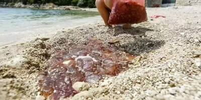 Attention si vous prévoyez une baignade, de nombreuses méduses signalées dans les eaux de la Côte d'Azur