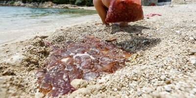 Attention, de nombreuses méduses observées le long du littoral de la Côte d'Azur ces dernières heures