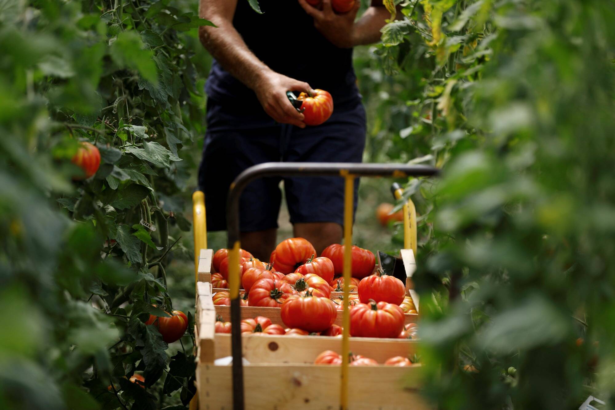 "On est vigilants et inquiets": déjà fragilisés par la sécheresse, les agriculteurs varois face à un risque de pénurie