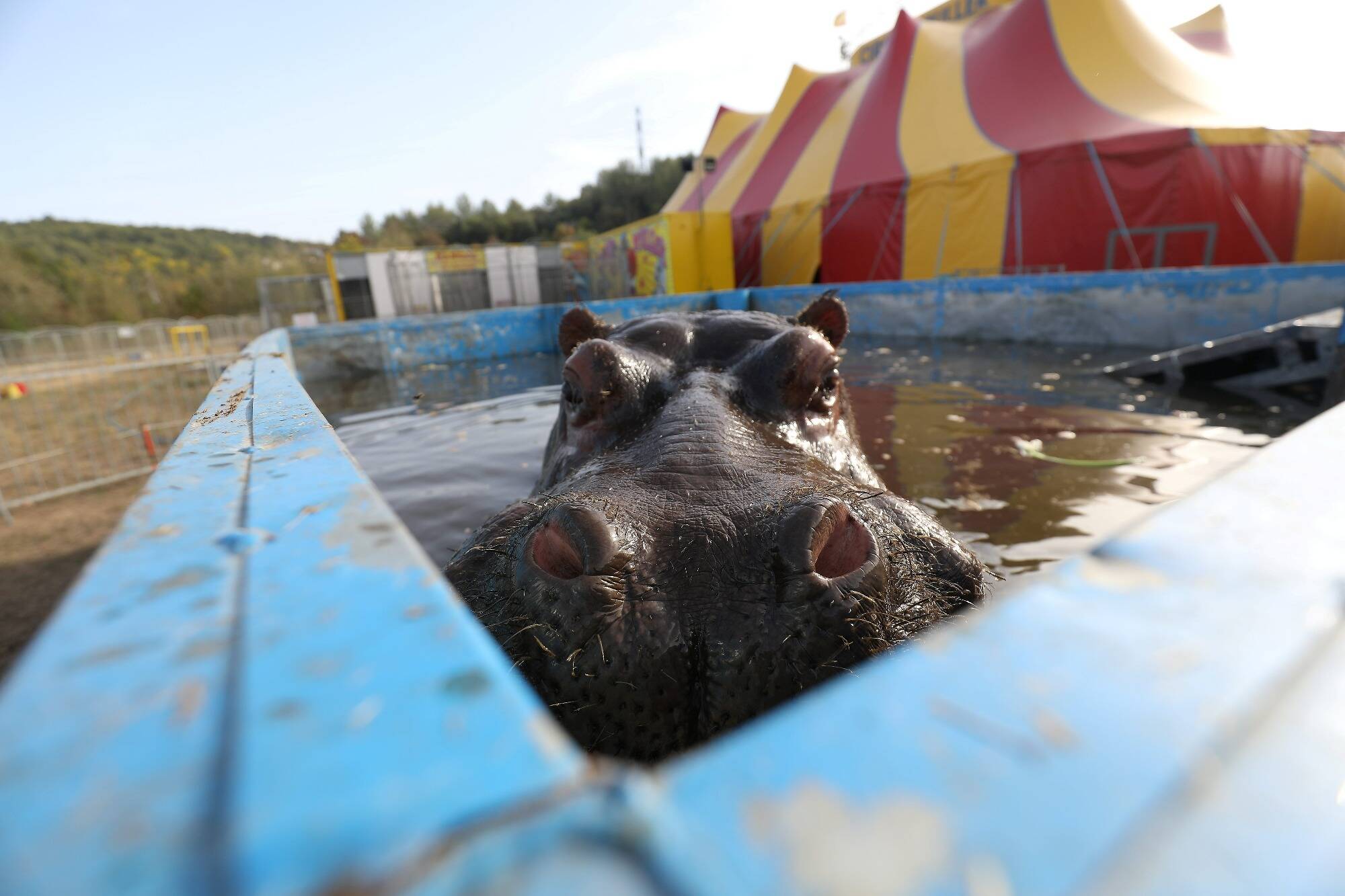 Qui est Jumbo, cet hippopotame quadragénaire au coeur de la bataille entre le cirque Zavatta et la Ville de Nice?