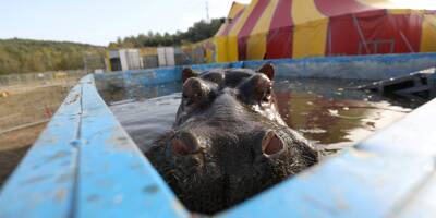 Qui est Jumbo, cet hippopotame quadragénaire au coeur de la bataille entre le cirque Zavatta et la Ville de Nice?