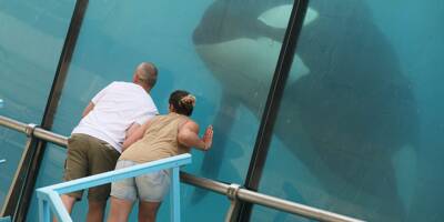 Un orque décède soudainement à Marineland d'Antibes