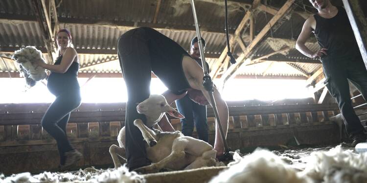 De la tonte des moutons aux chaussettes… Ces Varois raniment une filière laine française