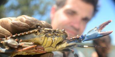 Comment faire face à la prolifération du crabe bleu sur nos côtes?