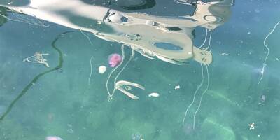 Attaqués par des méduses, une cinquantaine de nageurs secourus lors d'une course à Marseille
