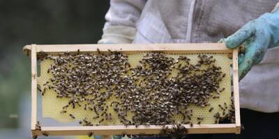 Piqué par ses abeilles, un apiculteur meurt d'une crise cardiaque
