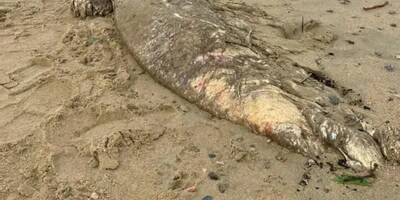 On en sait plus sur le mystérieux animal marin de 5 mètres retrouvé sur une plage à Cogolin