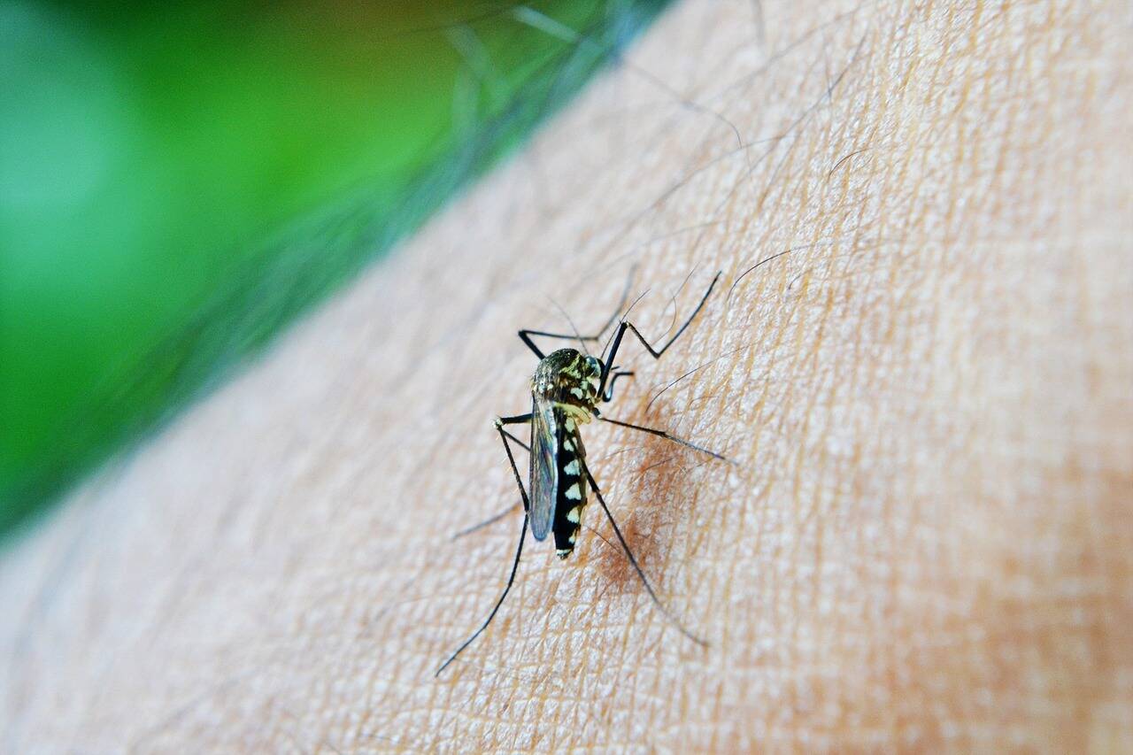 Qu'est-ce que la dengue, cette maladie tropicale qui menace la ...