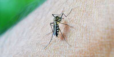 Gare aux moustiques: des cas de virus du Nil occidental ont été détectés dans le Var