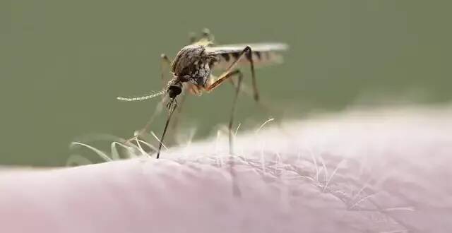 Un cas du virus "West Nile" a été identifié dans le Var: il s'agit du premier cas autochtone en 2025