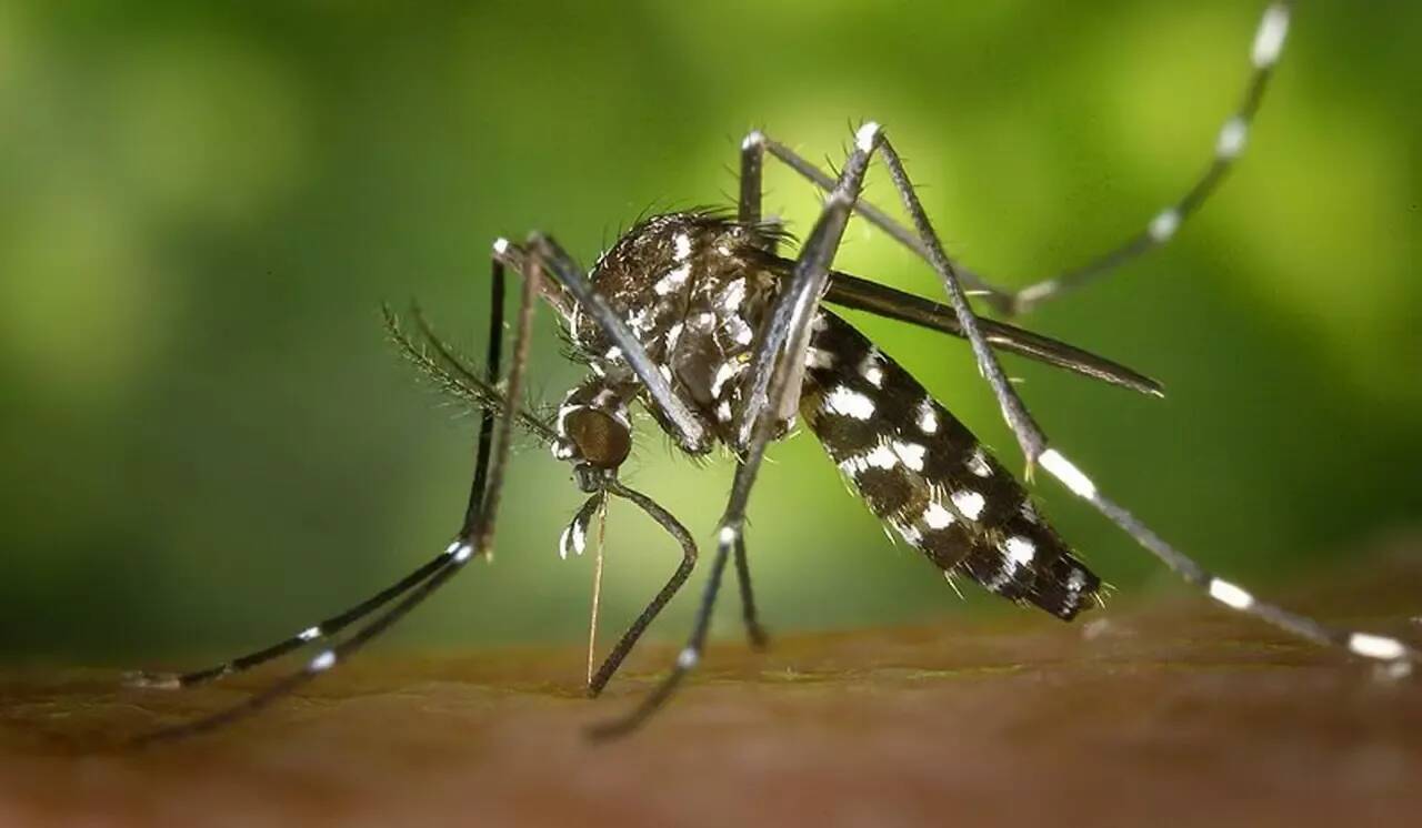Selon l'ARS, deux cas de dengue ont été détectés à Saint-Laurent du Var