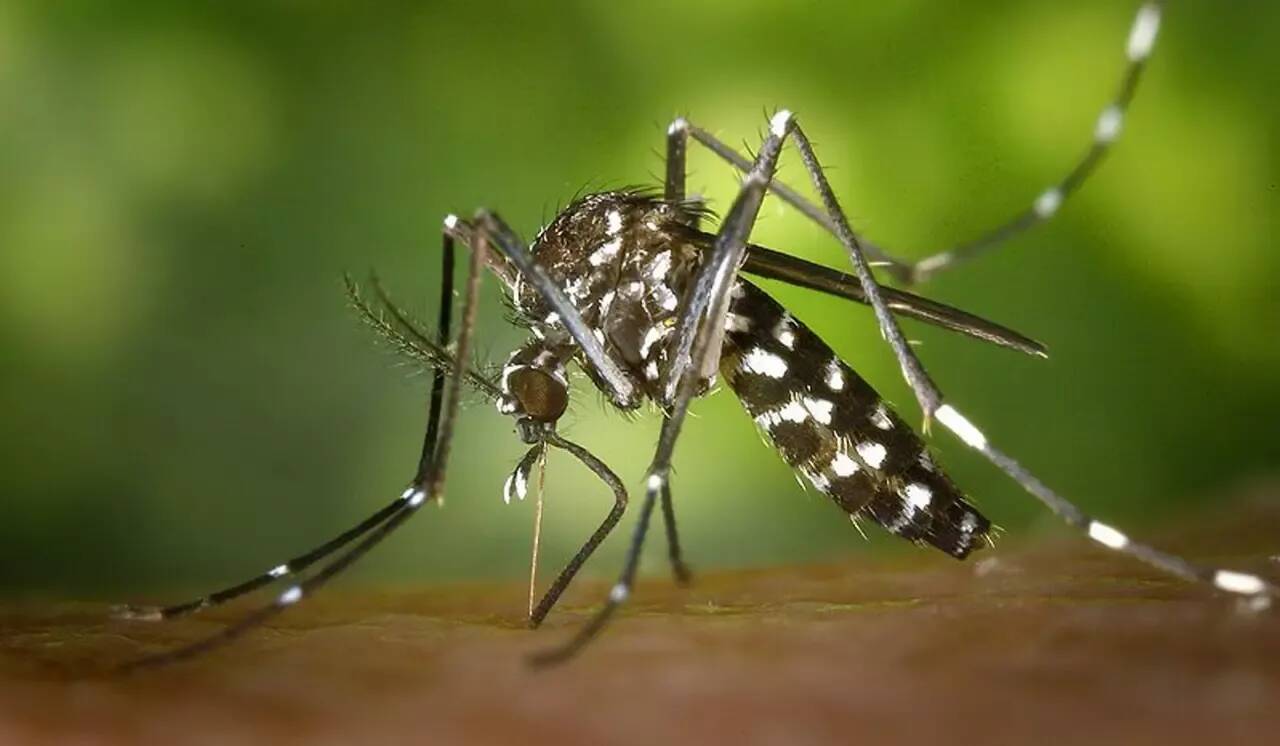 „Oczekiwano”: wyjaśniamy, dlaczego liczba przypadków dengi wzrosła w Var i Alps-Maritime
