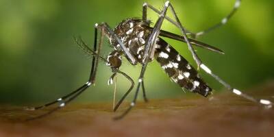 Selon l'ARS, deux cas de dengue ont été détectés à Saint-Laurent du Var
