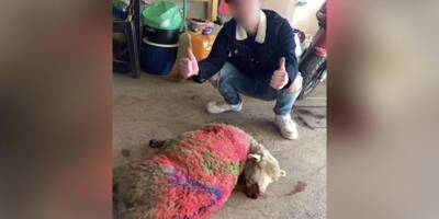 Des jeunes offrent en cadeau un mouton à leur ami, l'animal retrouvé mort et peint après la fête dans le Jura